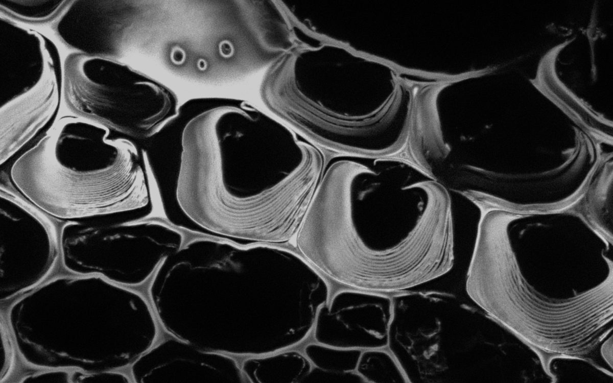 Cells in a plant stem cross section of Convallaria recorded with FACILITY. Image quality is improved by removing the background through MATRIX detection. This is combined with TIMEBOW lifetime imaging to show the shift in fluorescence lifetime caused by the nano-environment of the abberior STAR RED. This results in a crisp background-free TIMEBOW image.