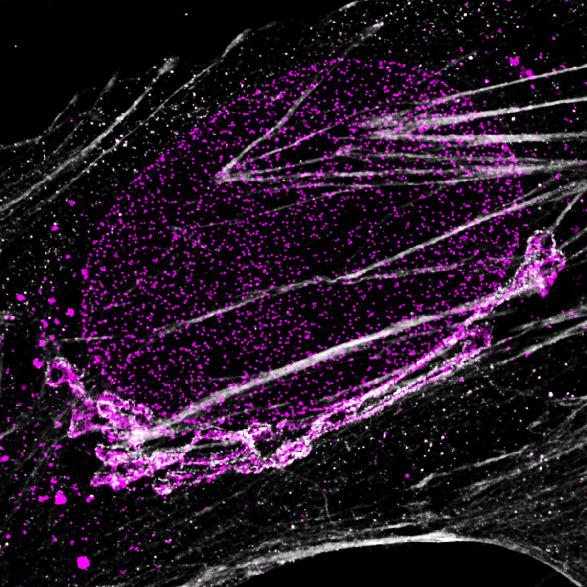 Four-color staining recorded with FACILITY showing nuclear pores (NUP96, abberior STAR RED), Golgi membrane (GM130, abberior STAR 635), Golgi medial rims (Giantin, abberior STAR ORANGE) and actin (abberior STAR 580 Phalloidin). Shown left, without lifetime data, STAR RED and STAR 635 (magenta) cannot be separated, because of their similar excitation properties. The same goes for STAR ORANGE and STAR 580 (grey).With the lifetime information collected by TIMEBOW, these dyes can be distinguished, turning an image with two recording channels into a four-color image. To achieve super-resolution only one STED laser at 775 nm was used.