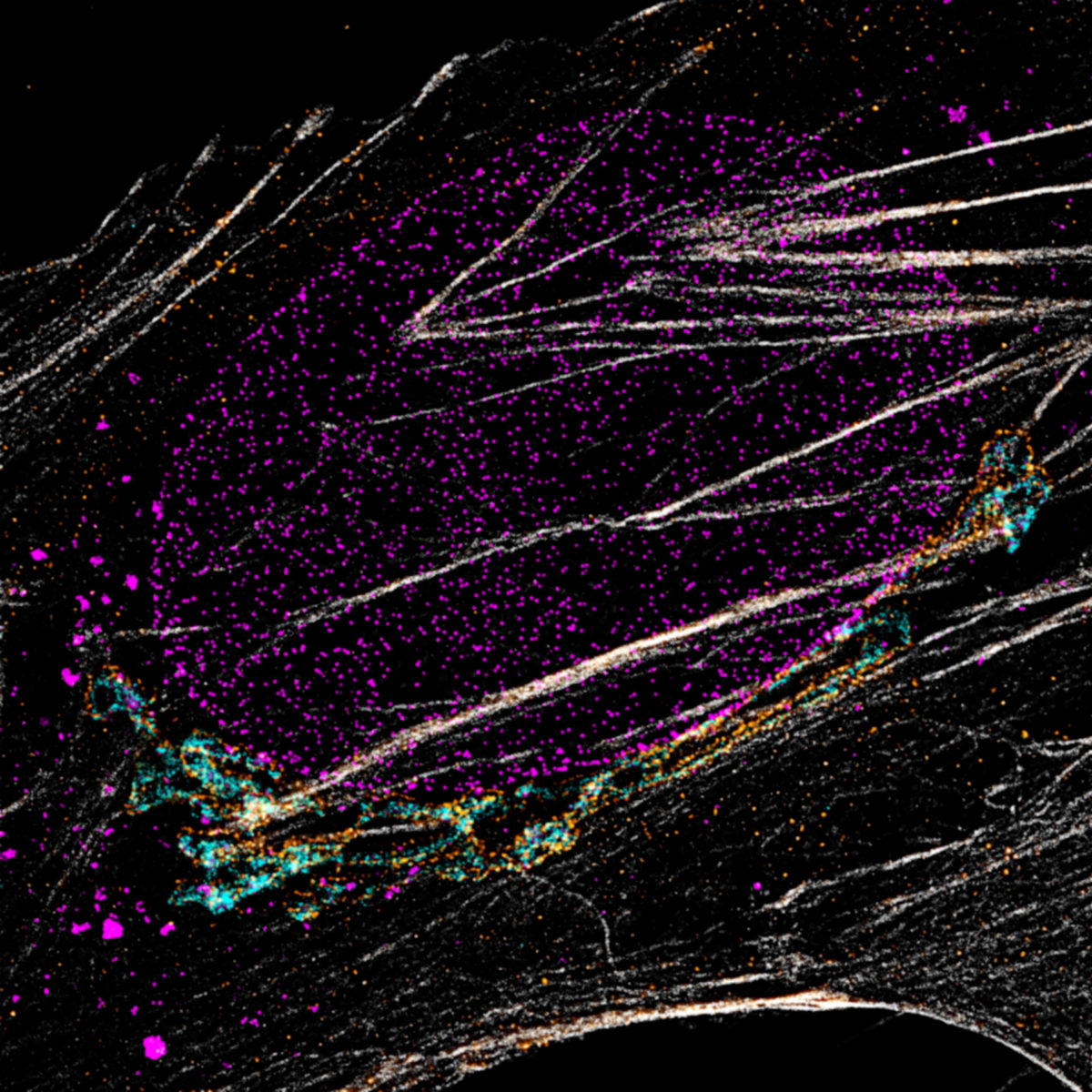 Four-color staining recorded with FACILITY showing nuclear pores (NUP96, abberior STAR RED), Golgi membrane (GM130, abberior STAR 635), Golgi medial rims (Giantin, abberior STAR ORANGE) and actin (abberior STAR 580 Phalloidin). Shown left, without lifetime data, STAR RED and STAR 635 (magenta) cannot be separated, because of their similar excitation properties. The same goes for STAR ORANGE and STAR 580 (grey).With the lifetime information collected by TIMEBOW, these dyes can be distinguished, turning an image with two recording channels into a four-color image. To achieve super-resolution only one STED laser at 775 nm was used.