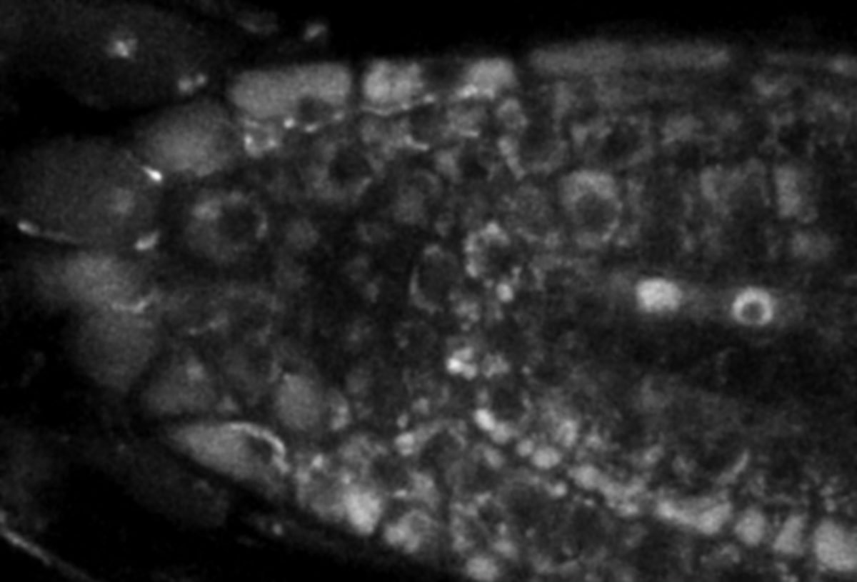 Live-cell sample of an Arabidopsis root tip suspended in water recorded with FACILITY. A subset of cells expresses a YFP construct. Lifetime imaging with TIMEBOW shows shifts in YFP fluorescence lifetime caused by the proteins nanoenvironment.We thank Dr. Fábián Attila and Soós Vilmos (ATK, Brunszvik, HU) for providing this sample. Contact: soos.vilmos@atk.hu.