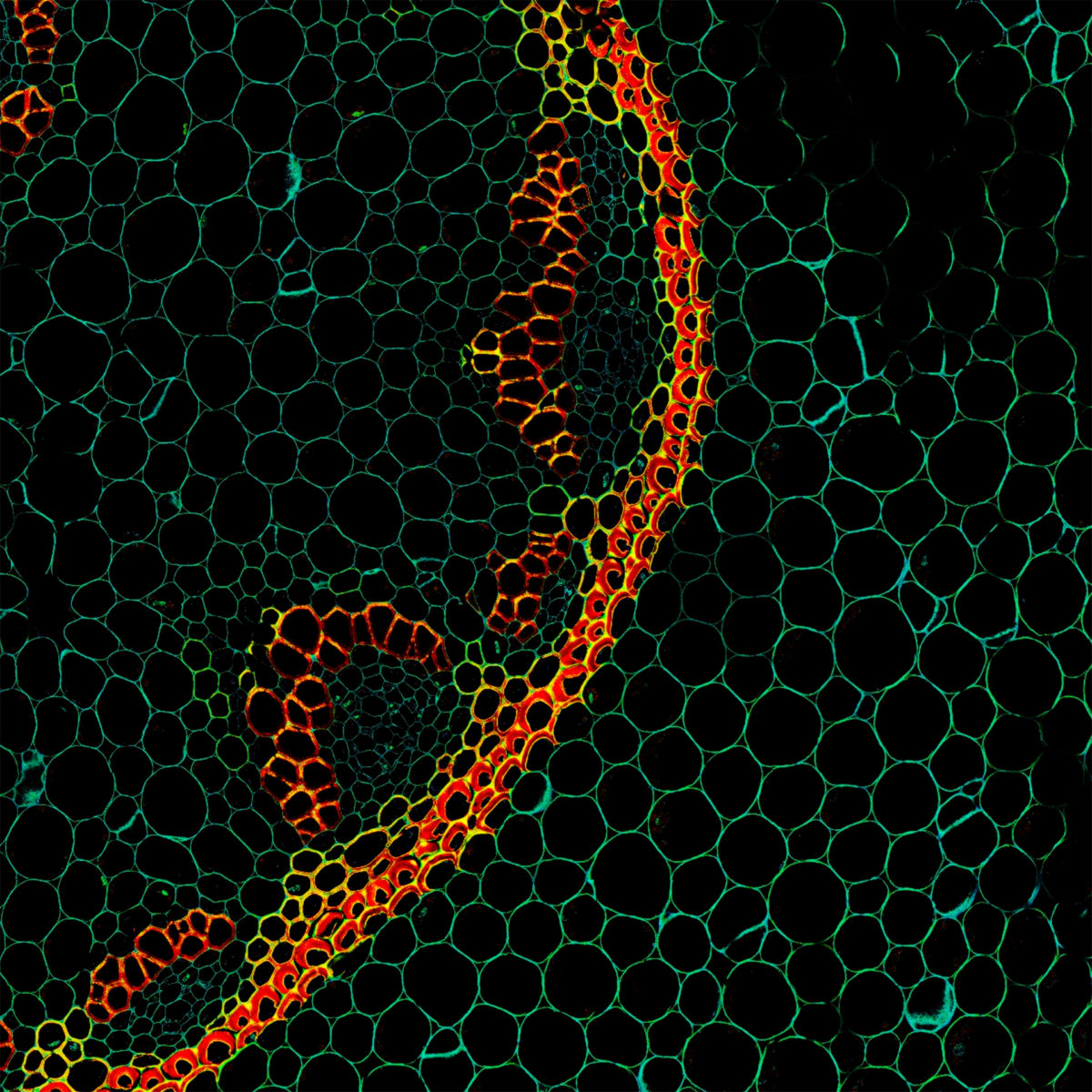 Cells in a plant stem cross section of Convallaria recorded with FACILITY. A large area was imaged and stitched with image tiling in Fiji for ImageJ. This is combined with TIMEBOW lifetime imaging to show the shift in fluorescence lifetime caused by the nano-environment of the abberior STAR RED.